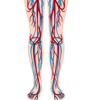 Localización de veas e arterias nas pernas