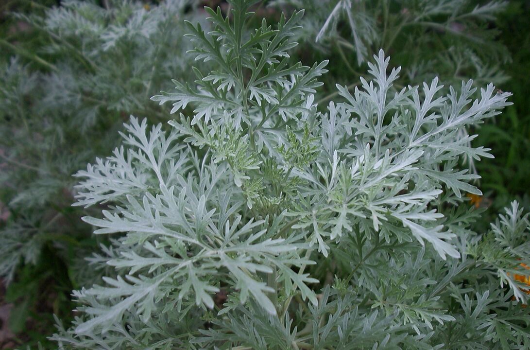 Wormwood contra varices